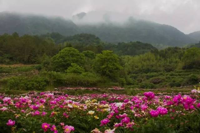 黄山周边私藏的花海秘境,风景美燃爆!