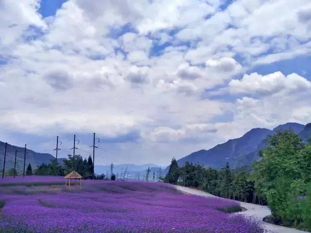 鱼凫香山位于彭州小鱼洞镇复兴场社区,它是目前彭州种植面积最大的