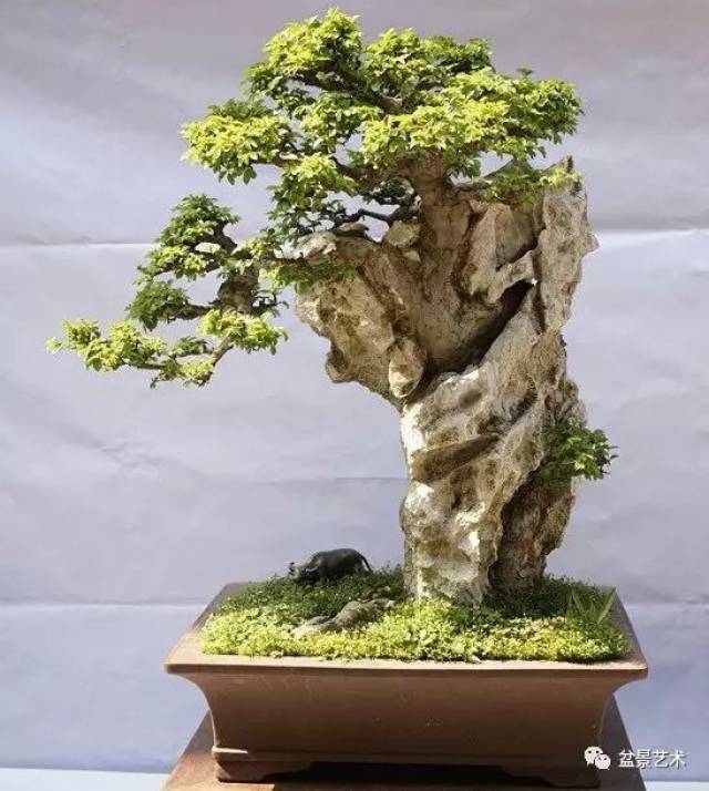 附石盆(根抱石)景制作