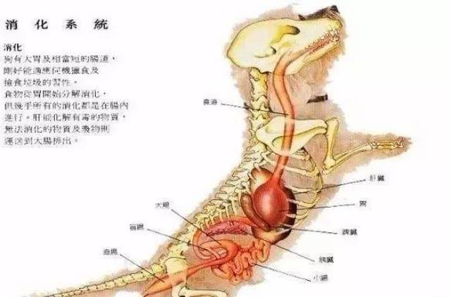 【日签】宠物每日小知识-狗狗各项生理结构图谱大全