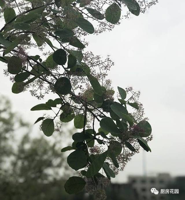 厨房花园 蓟门烟树,北京黄栌