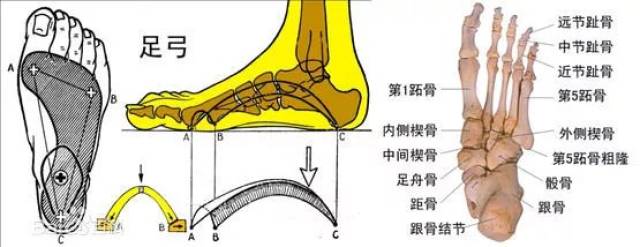 足弓分为正常型,高足弓,和扁足弓三类,我们通过湿脚测量器就可以进行