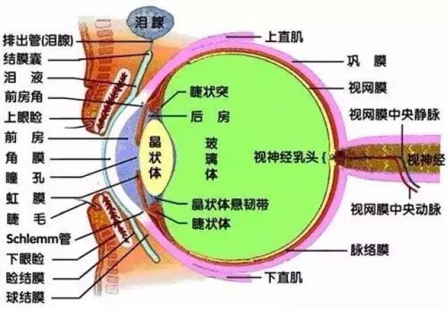 狗狗眼睛的特殊构造,昏暗的光线也看的清狗狗的皮肤结构,狗狗没有汗腺