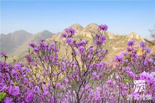 百花齐争艳 醉美映山红|赏辽宁山花烂漫