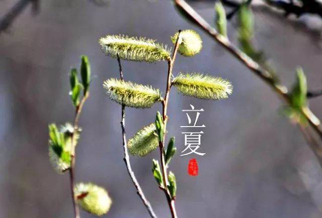 今日立夏,这些时令美食你都吃了吗?想减肥的今天千万别称体重!