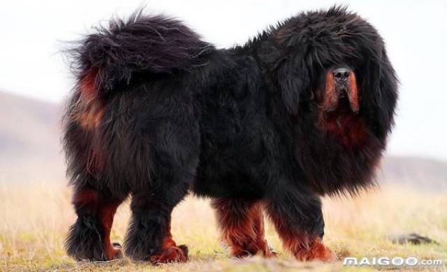 藏獒(do khyi;英语:tibetan mastiff),又名西藏獒犬,属獒犬类,一种