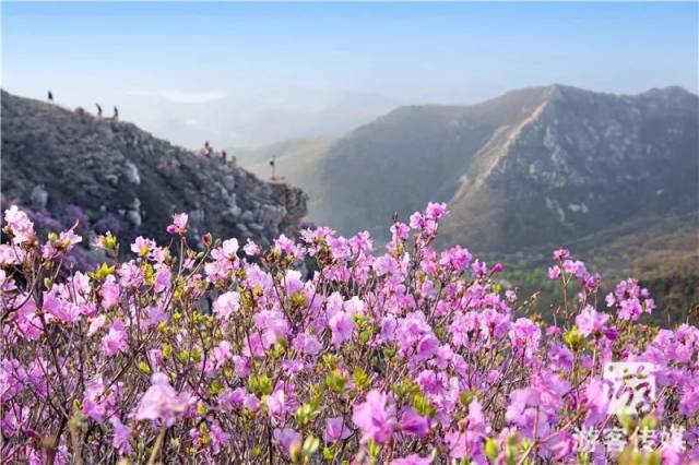 百花齐争艳 醉美映山红|赏辽宁山花烂漫