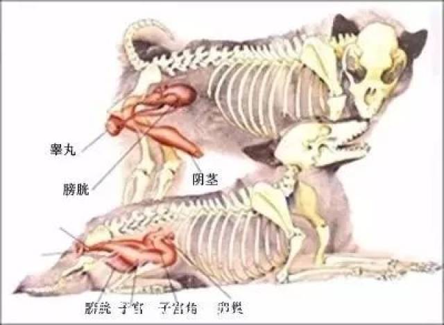 狗狗的泌尿型系统负责排毒,吃了有害的食物或不好的狗粮最容易受损的