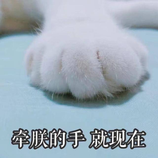 猫咪表情包|牵朕的手,就现在