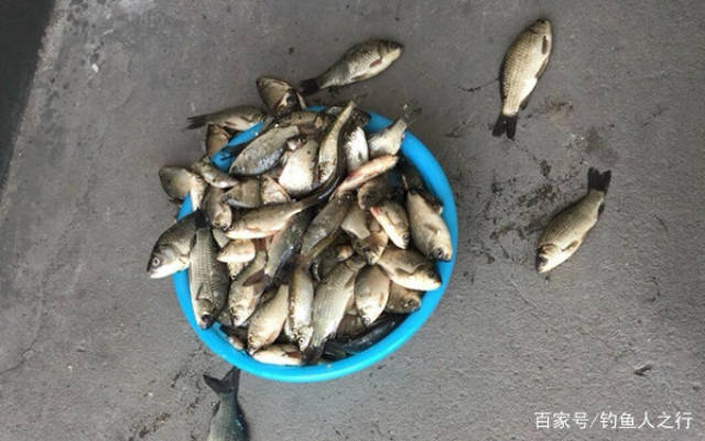 教你一种钓鲫鱼的方法,这样一诱一钓,鱼护很容易爆满