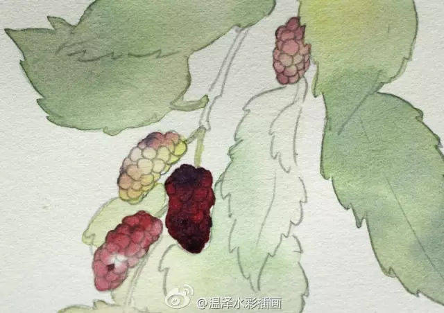 好吃的桑葚是这样画滴