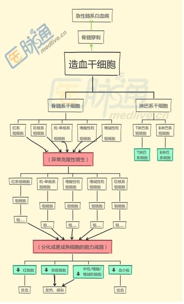 但家族的形势依旧非常严峻,我的家族被扣上了"急性髓系白血病"的帽子