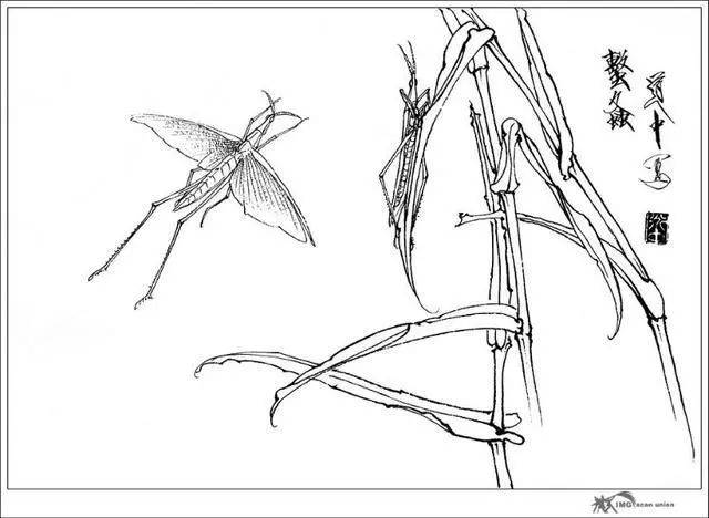 国画花鸟白描图