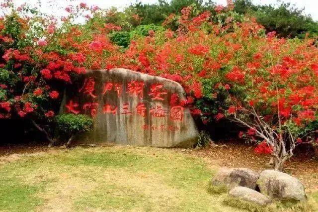 大帽山三角梅园