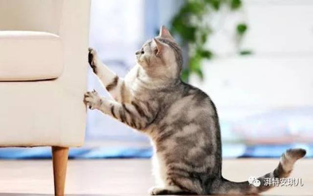 怎么样才可以让猫猫睡觉 7194d4a3b2f8449e965ffb1d59154c3b.jpeg