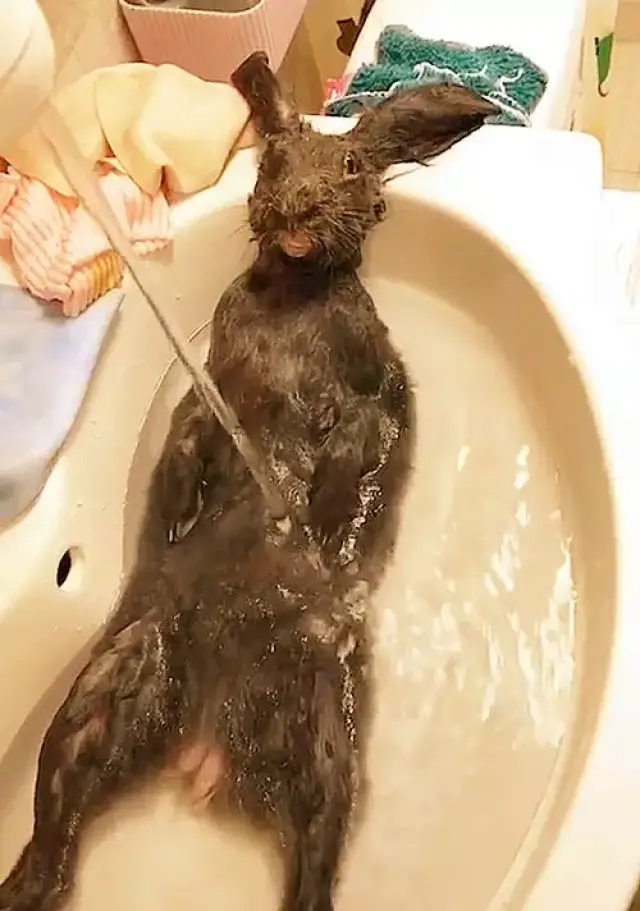 铲屎官给兔子洗澡,吓的小兔子一动不敢动,这是要炖汤了吗?