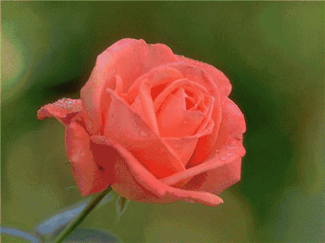 壁纸 花 桌面 480_360 gif 动态图 动图