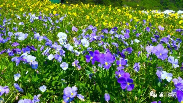 浦江县虞宅乡程丰村的花谷田园了解一下 这里能让你赏花,游玩和住宿