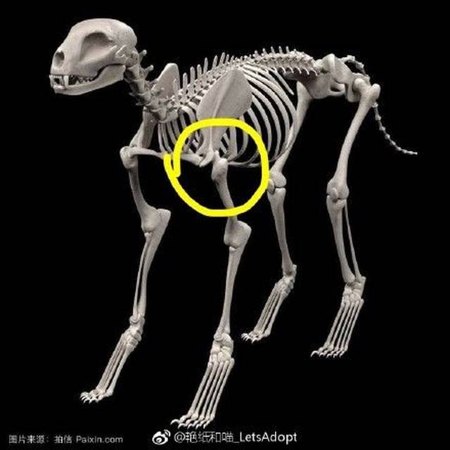 科普| X音大热的海草舞竟是在虐宠?这些举动都