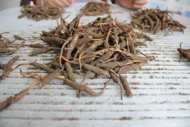 新鲜冬虫夏草怎么吃?