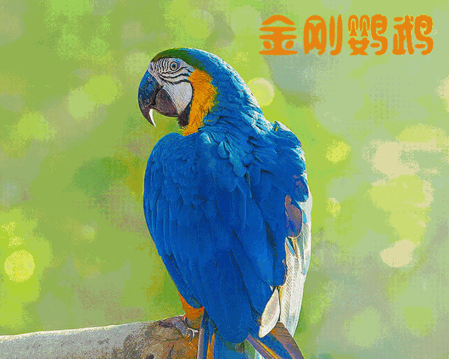 定海首个鹦鹉养殖中心 萌坏了的