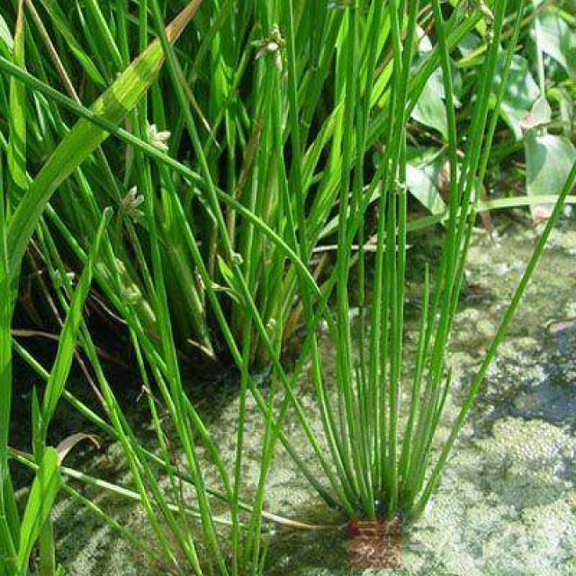 萤蔺 别名水葱子,生于水稻田,池边或浅水边.