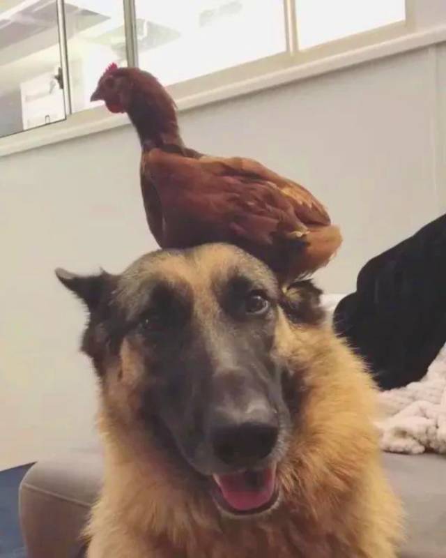 别低头,鸡会掉! 狗狗:"大了怎么了,大了也是我的鸡宝宝!