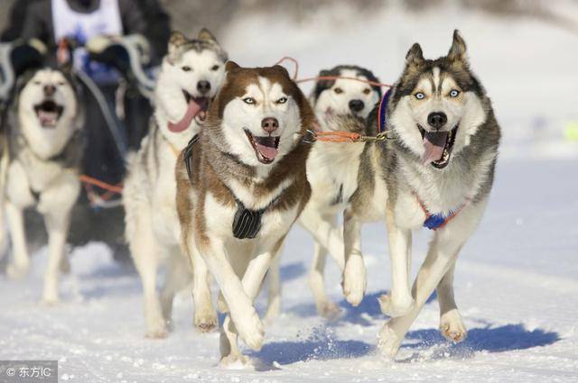 6大点区分,阿拉斯加与哈士奇!