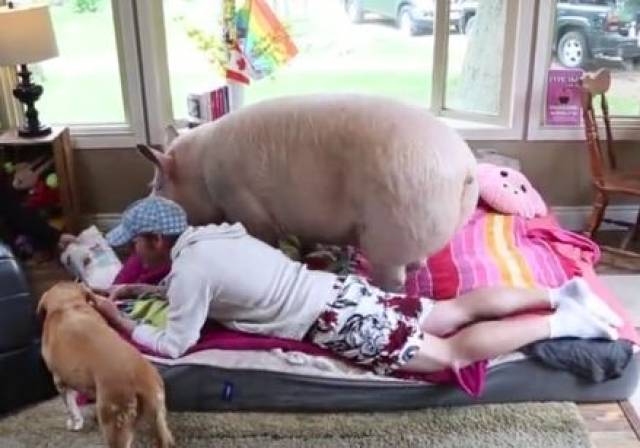 男子将一头老母猪当宠物,连睡觉都要抱着它,女友伤心的离他而去