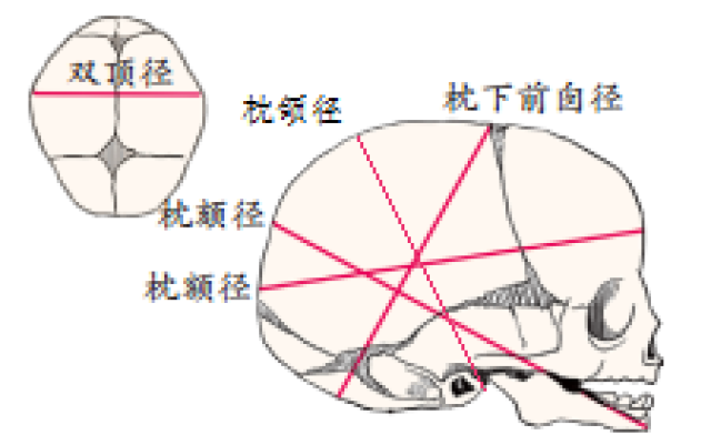 (如下图) 如上图所示,胎儿是以那条径线衔接 a,枕颌径  b,枕下前囟径