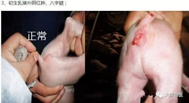 猪眼睛流红色眼泪,有泪斑,眼屎增多.