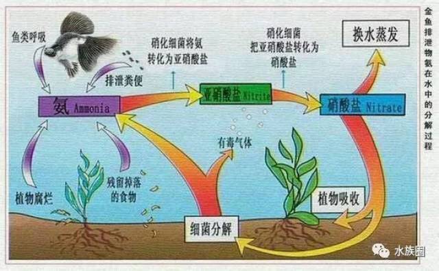 合格的鱼缸水体自净的生化部分依次分为三个步骤进行: 氨化系统,硝化