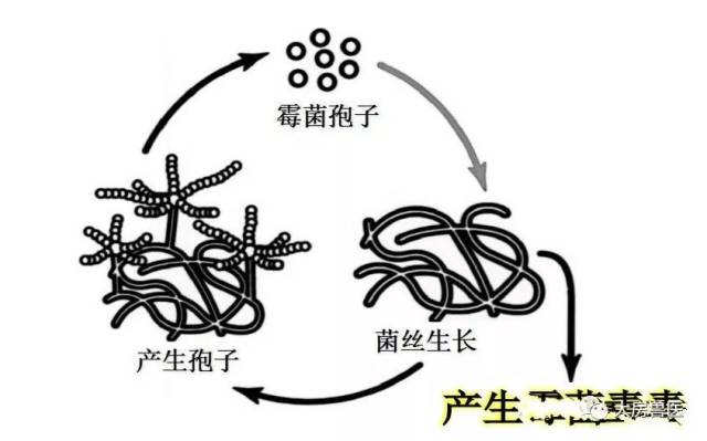 霉菌毒素是由霉菌生长过程中产生的次级产物,而霉菌产生霉菌毒素的