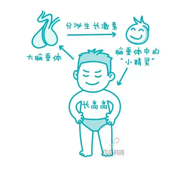打生长激素有副作用吗