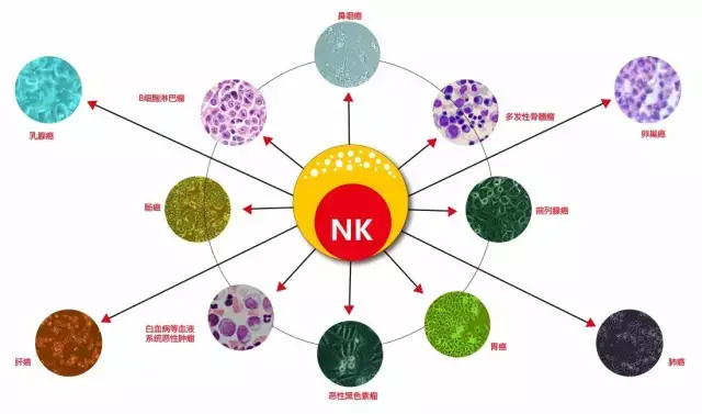 哈佛大牛发明全新抗体免疫治疗药物,癌细胞在nk细胞面前无处可逃