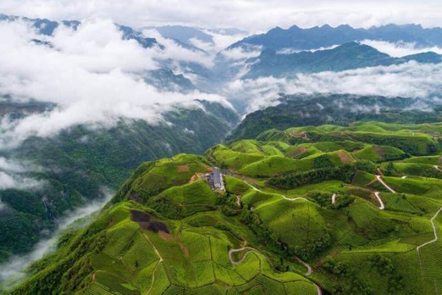静卧在北纬30°的木耳山,三十座最美茶园,湖北的唯一