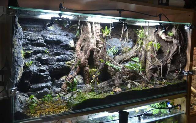 造景粗狂风格各异的饲养蛙雨林景观缸_手机搜狐网