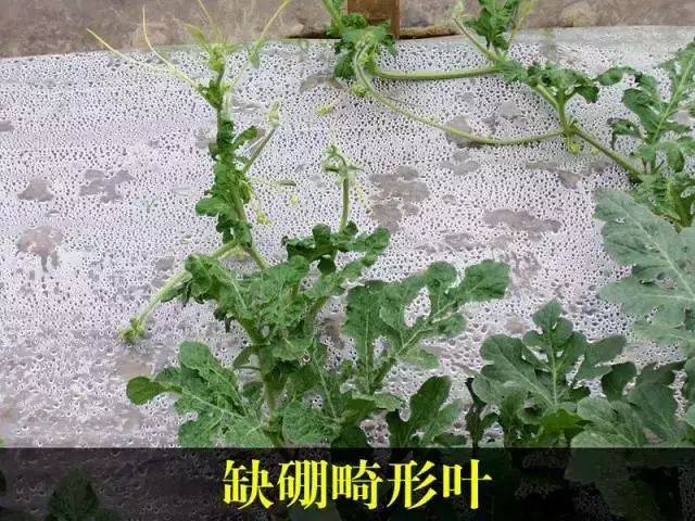 西瓜缺硼主要发生在新梢,发病后生长点受到抑制,新梢向上直立 西瓜缺