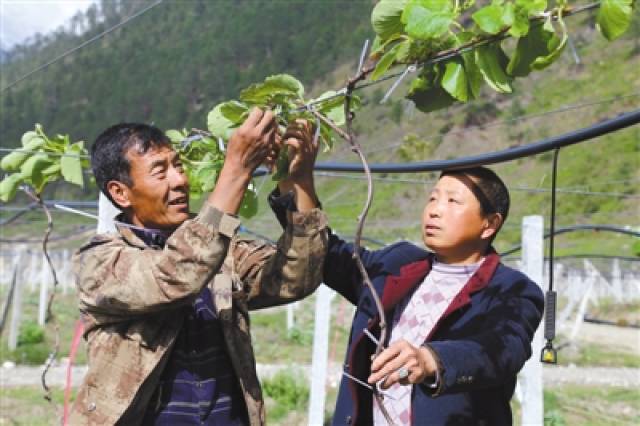 搬迁村里的产业扶贫:察隅县布巴村种植猕猴桃脱贫致富