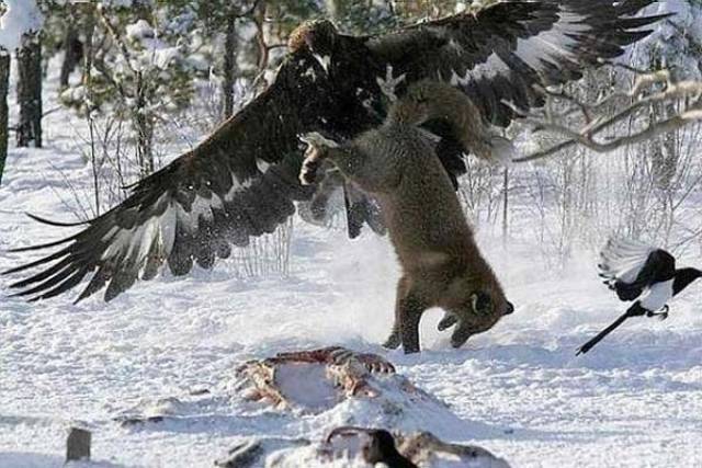 即使凶猛的西伯利亚狼,也难逃金雕的利爪