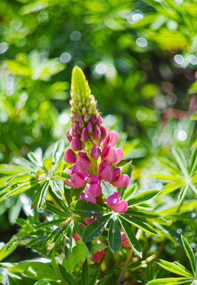 接棒樱花节 玉渊潭公园上万株鲁冰花进入观赏期