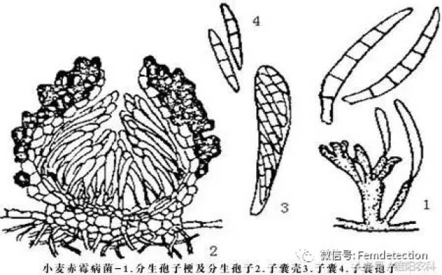 最新资讯!赤霉病席卷河南河北山东安徽江苏等五大小麦主产区