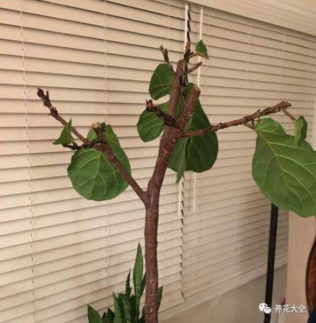 琴叶榕又长斑了?学会这一招,养的比绿萝还要好看!图片