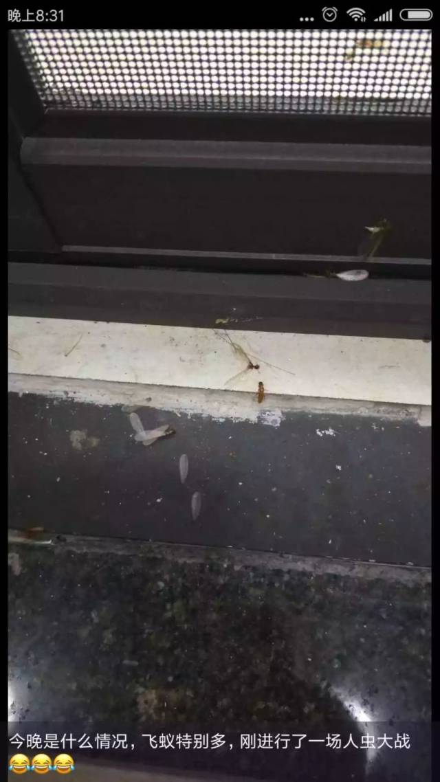 暴雨过后,很多虎门街坊报料, 说已经有一群长翅膀的飞蚁 从窗户外飞