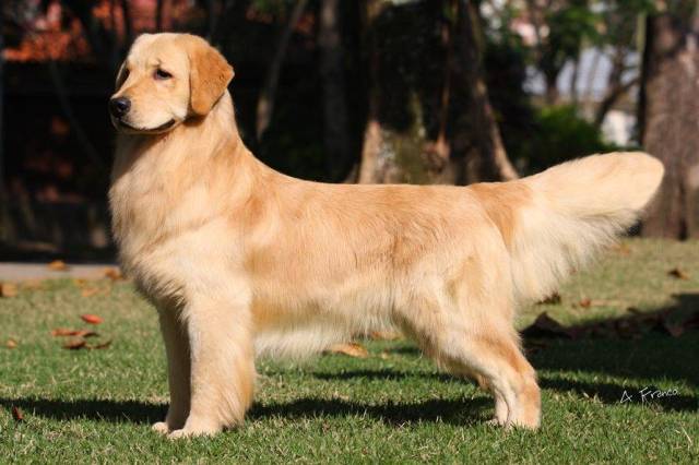 世界上最忠诚的5种狗,金毛排第四,田园犬第二,第一名竟然是它