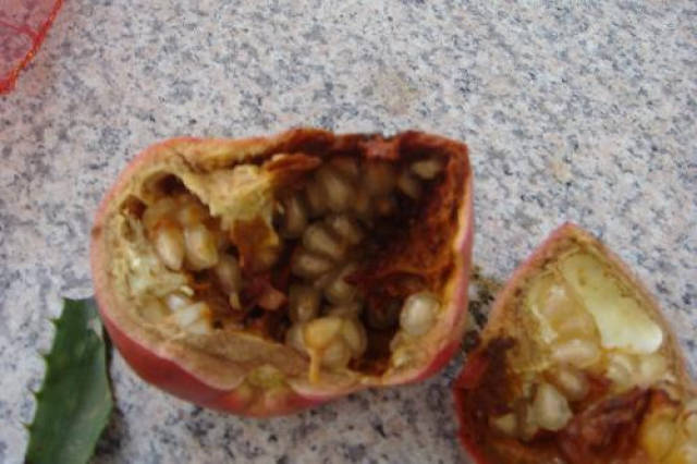 原来石榴病虫害还可以这样防治