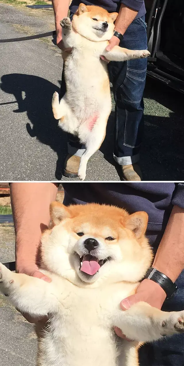 蠢萌还暖心,网友们po出家里柴犬的日常,想养了