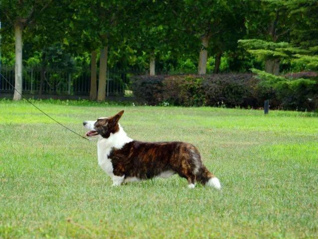 2017年cku排行榜,卡迪根威尔士柯基犬排行一:blaze