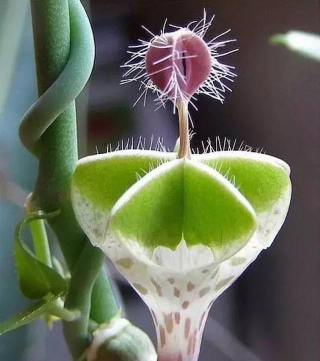 奇异的植物 搜狐网