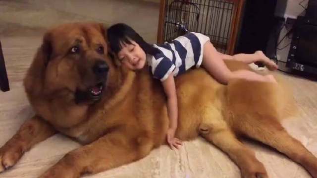 但一定要从一开始要给它们建立长幼关系的概念.